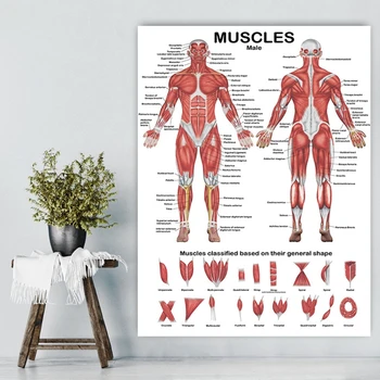 2023 Нова мускулна система анатомичен плакат мускулна анатомия диаграма в предната / задната страна 19.69x27.56 инча за болнична гимназия