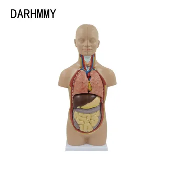 DARHMMY 50CM анатомично човешко тяло мини торс модел 12 части комплект медицинска наука лесен за инсталиране учебни ресурси